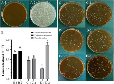 Bacillus velezensis promotes the proliferation of lactic acid bacteria and influences the fermentation quality of whole-plant corn silage